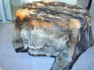 coyoteB 026.jpg (408413 bytes)