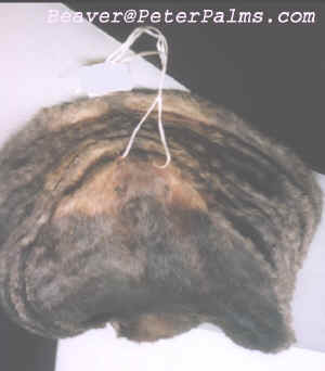 Beaver550x628.jpg (32323 bytes)