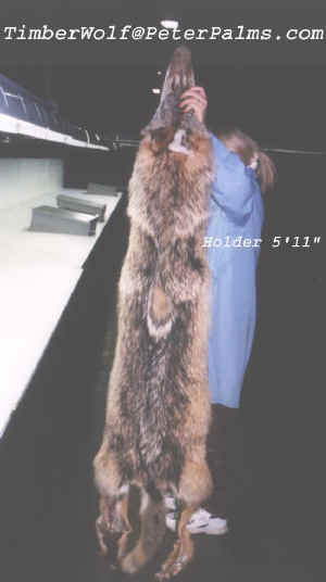 TimberWolf550x983.jpg (43912 bytes)